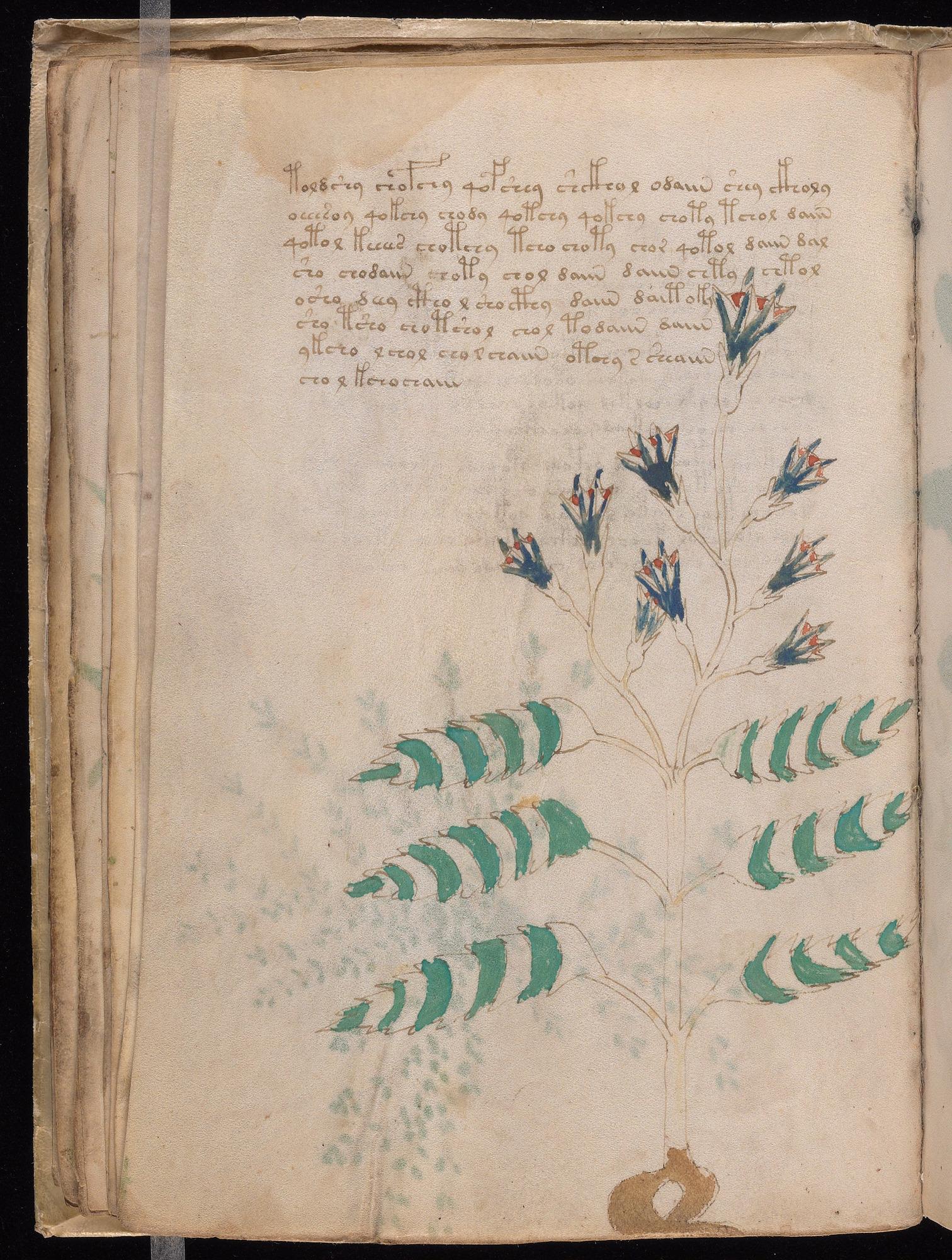 Herbal Page 40
